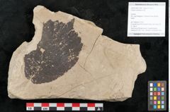 Foto (Objekt + Etikett) von Corylus avellana Linne (NHMW-GEO-2024-0188-15005)